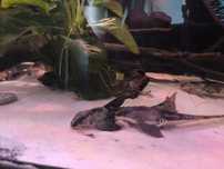 Loricaria Rio atabapo
