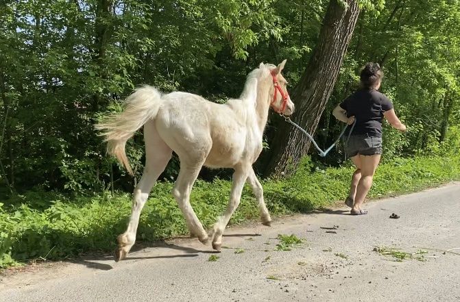 Ogierek kuc chwytający za oko