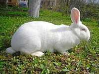 Продам кролів термонська біла і суміш