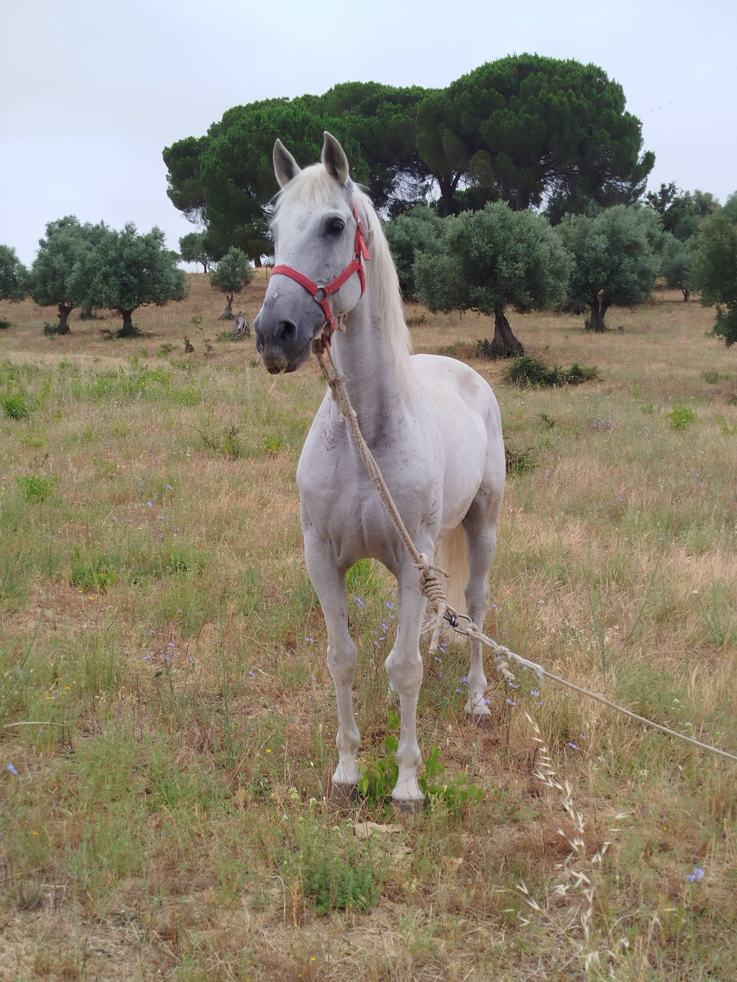 Segue para venda cavalo russa capado