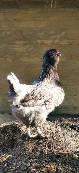 Продам домашні курчата