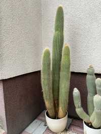 Piękny kaktus, ponad 80cm