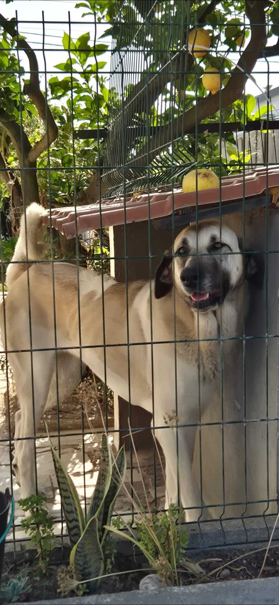 Cadela Cão Gado Transmontano com 1 ano e 10 meses