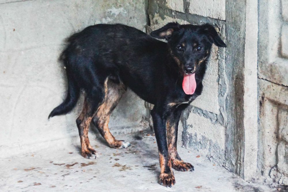 Linar - nieiwelki pies szuka domu