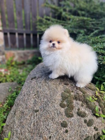 Szpic miniaturowy pomeranian Fci