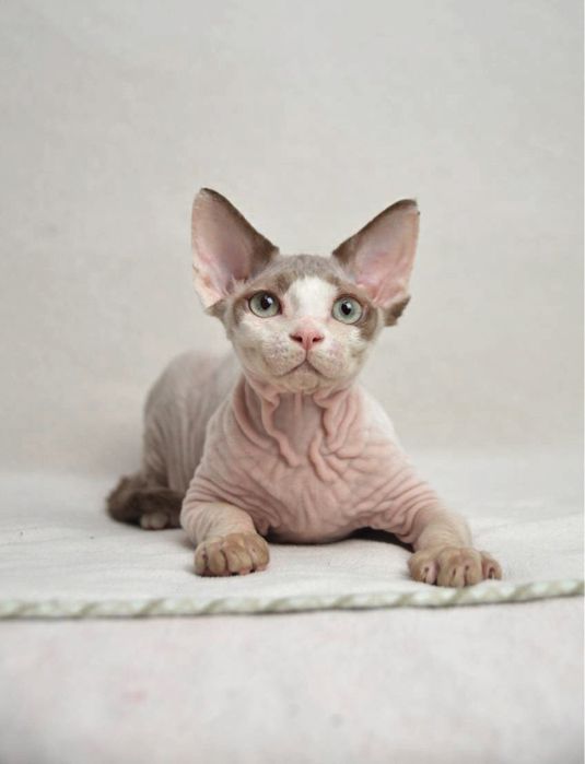 Ліловий девон рексик