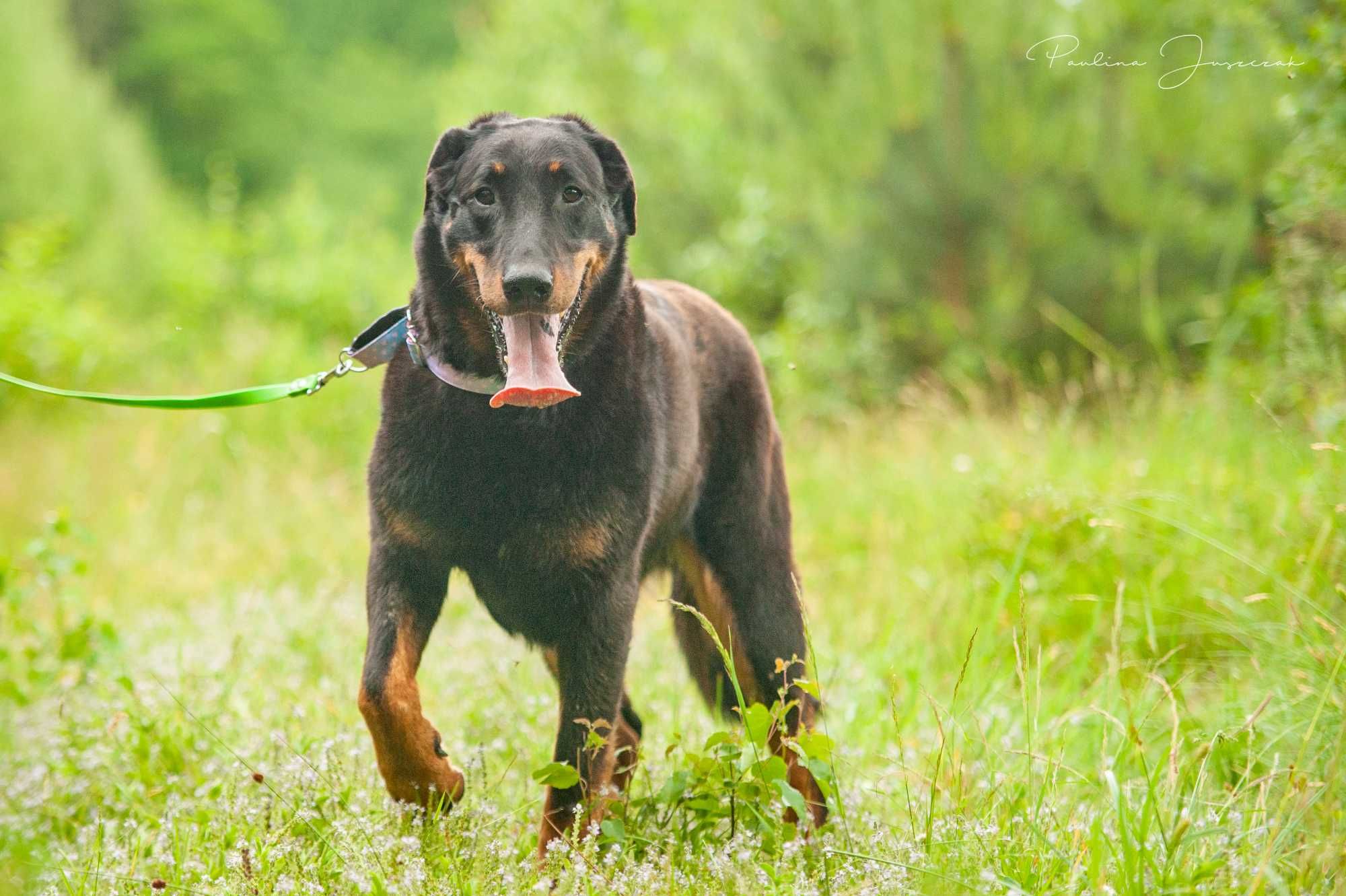 Beauceron Ina czeka na kochający dom!