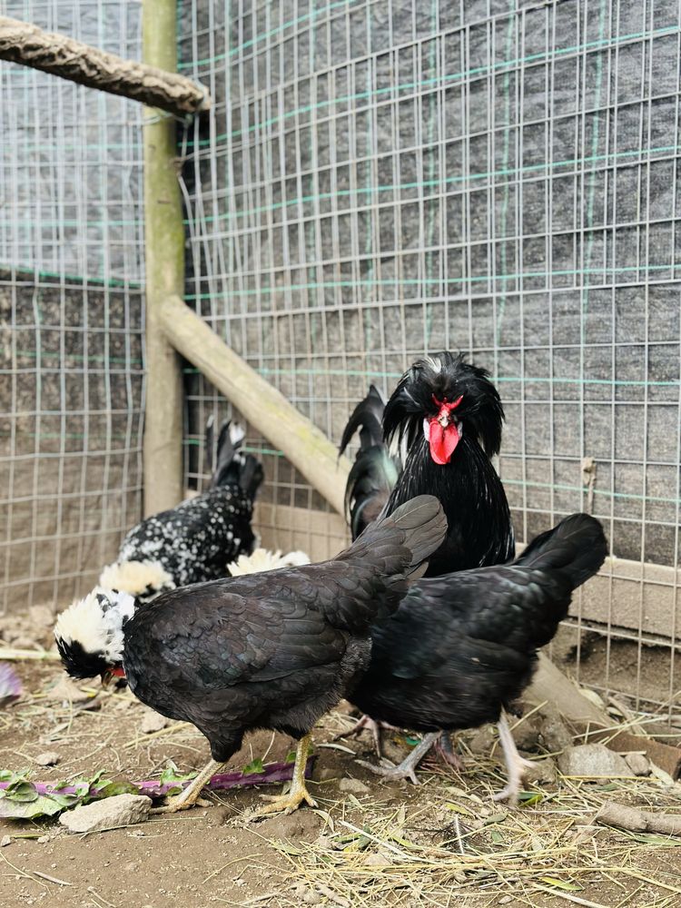 Trio de paduanas