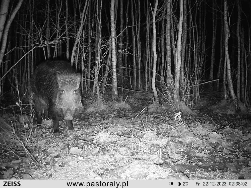 Zeiss Secacam 5 fotopułapka kamera leśna Sklep Warszawa Wawer pastoral