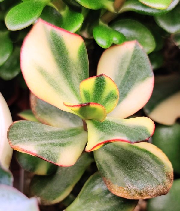 Крассула овата. Денежное дерево. Crassula.