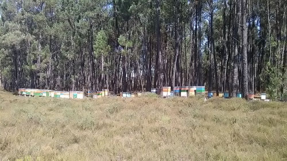 Enxames de abelhas Apis mellifera e rainhas