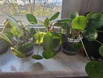 Pilea peperomioides Pieniążek