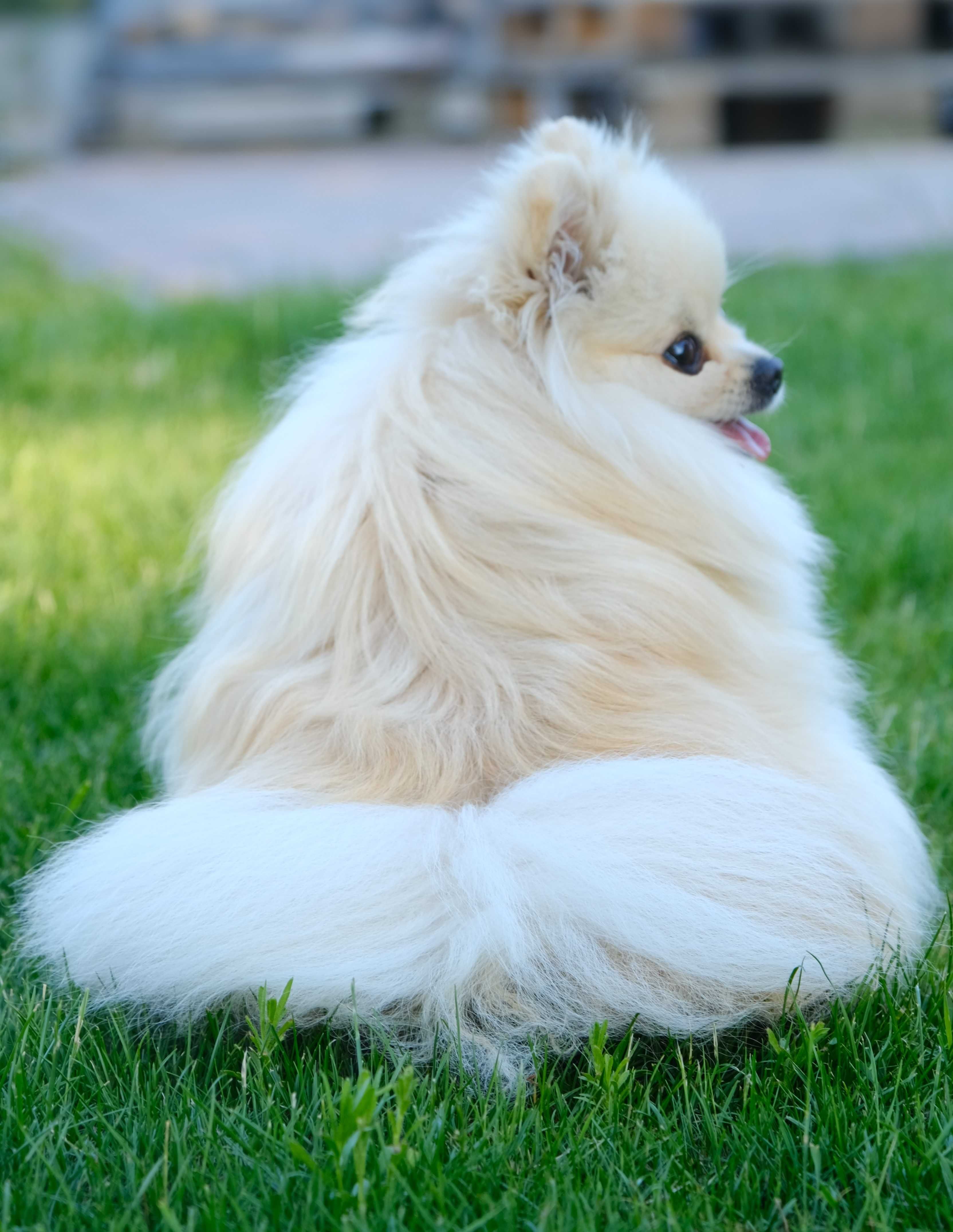 Suczka pomeranian miś kremowa rodowód