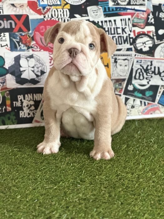 Bullgog ingles femea lilac