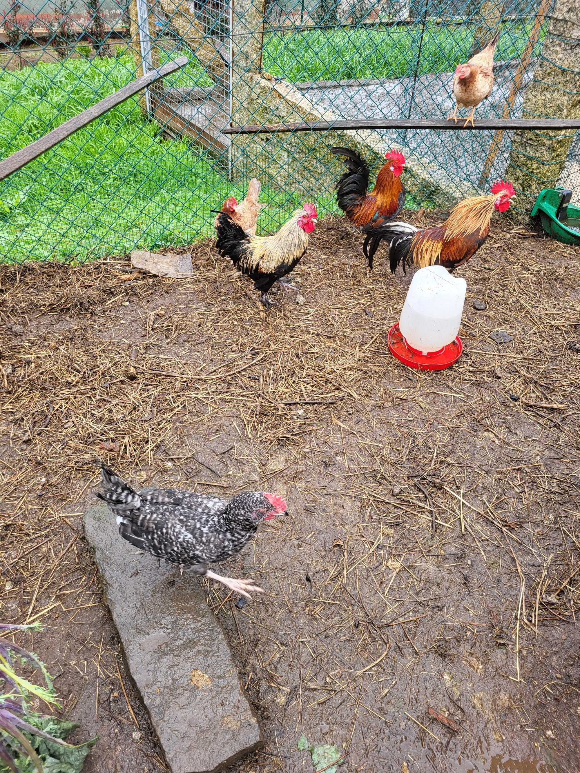 Galinhas e patos de raca e ovos