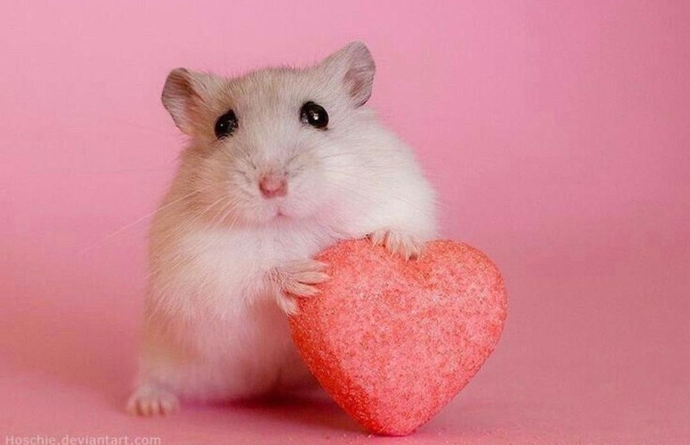 Передержка грызунов