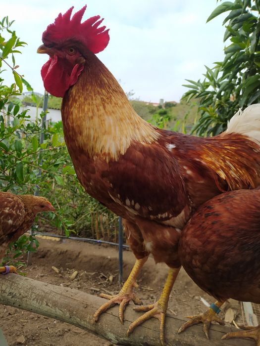 Galo do campo, natural