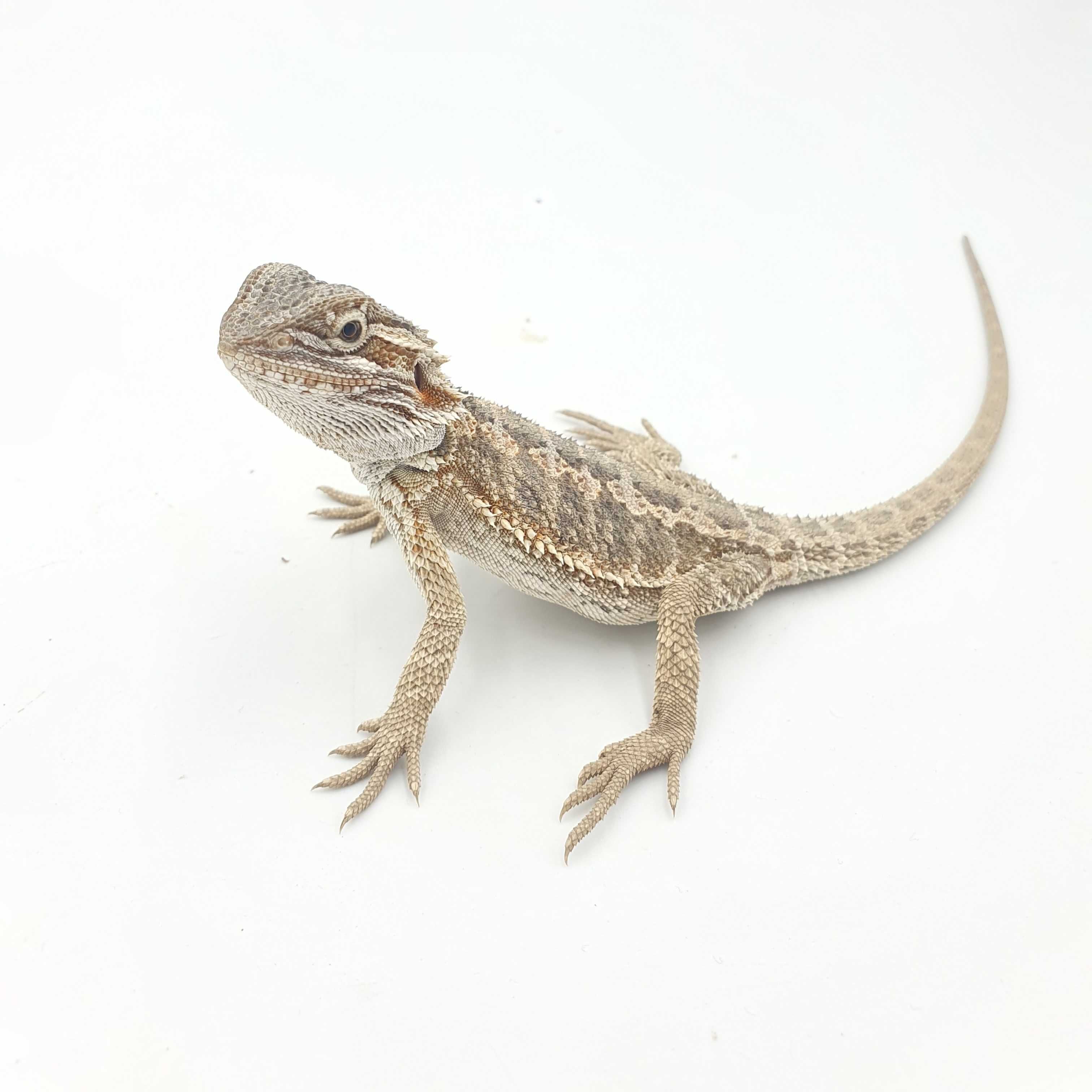 Agama brodata / Pogona vitticeps LIZARD shop