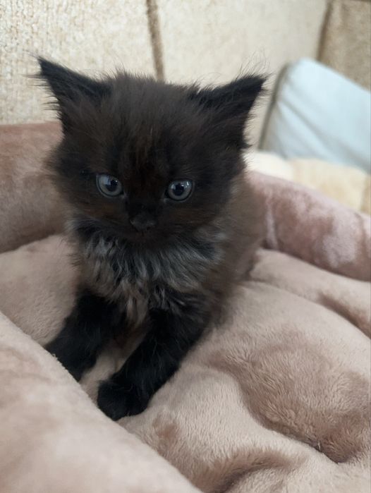 Британський котик шукає сімю безкоштовно