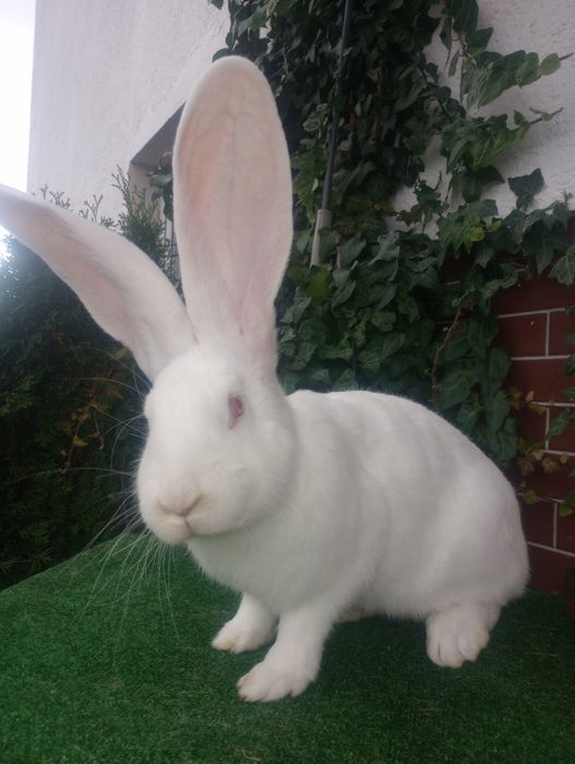 Belgijski Olbrzym Biały