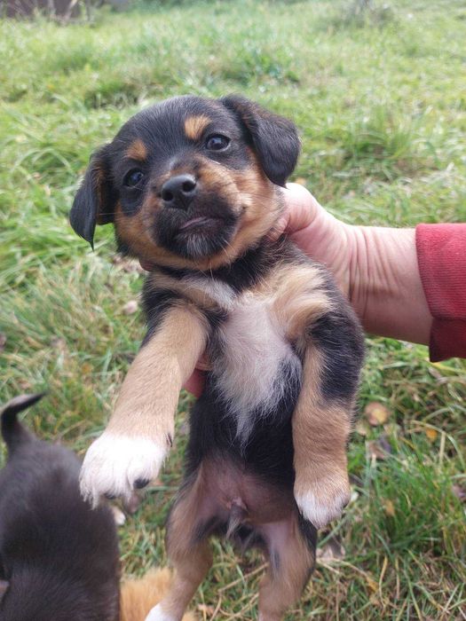 Віддам щенят безкоштовно