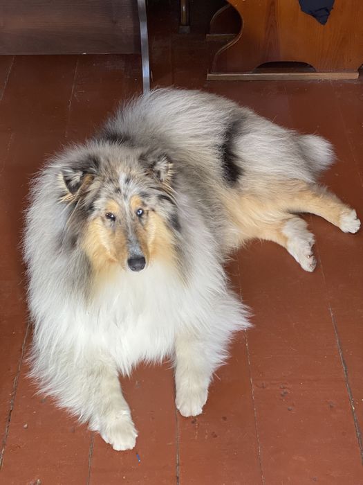 Колли кобель Вязка Случка КСУ FCI