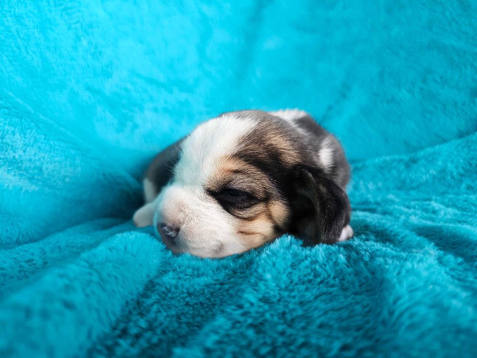 BEAGLE- szczeniak ZKwP , mniejszy w typie