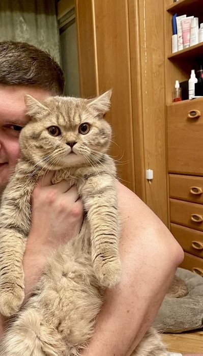 Шотландський прямовухий кіт для в'язки.. Скотіш-страйт, злучка.