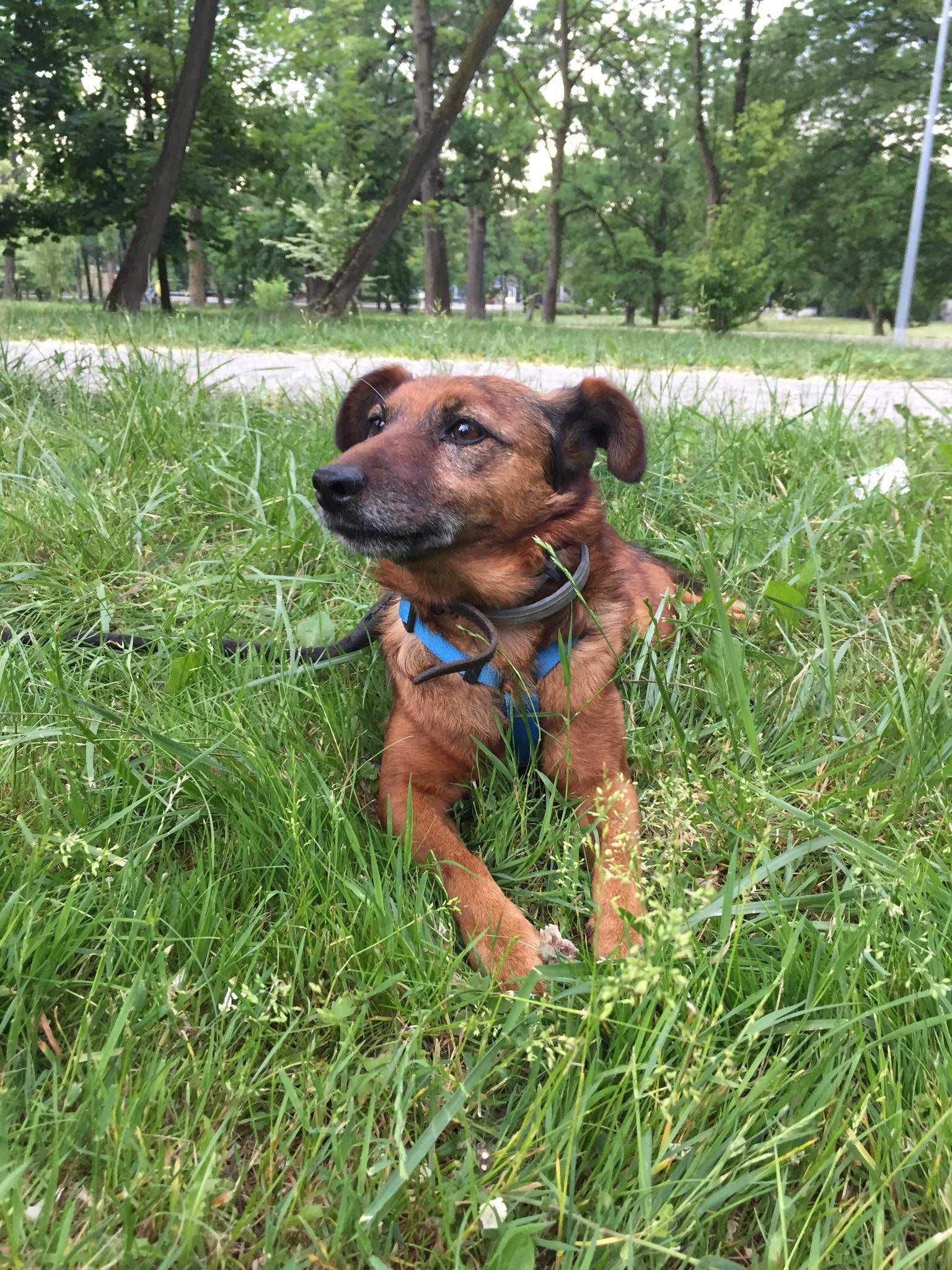 starszy psiak do adopcji dla osoby starszej kundelek spokojny