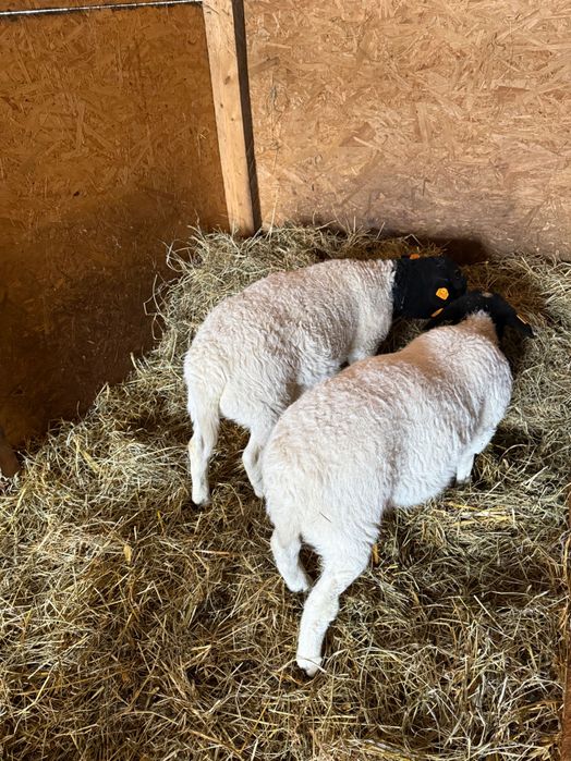 Dorper Owce Barany Tryk Owieczka