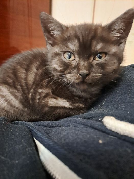 Метис британця котик 2 міс.