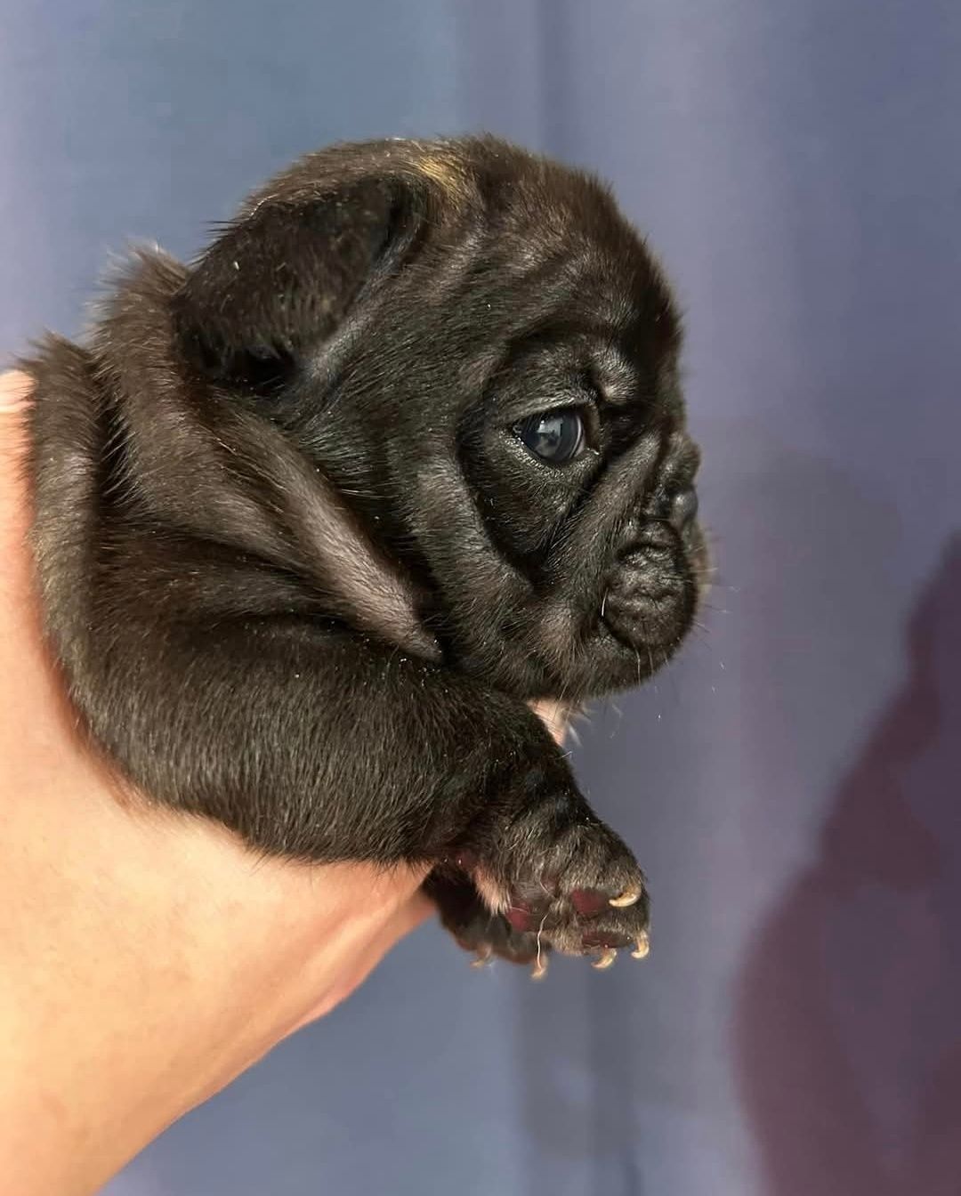 bulldog tigrado macho