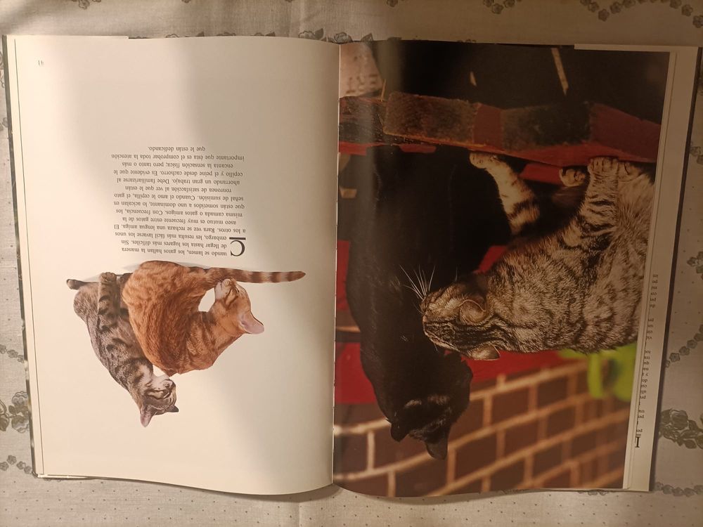 Gatos- Tom Howard -album o kotach z 1993