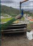 Ovos de Pavão Azul/Real Portadores de branco