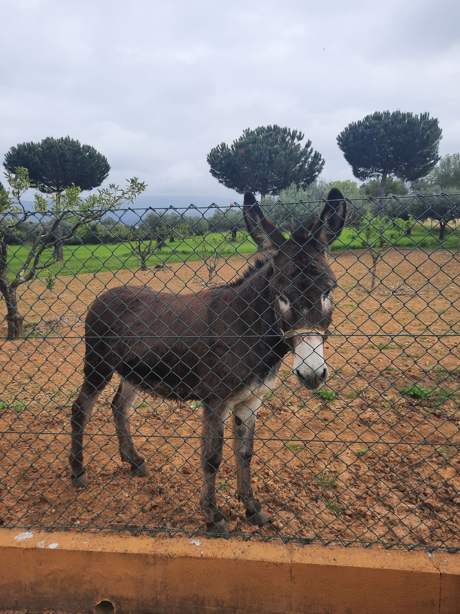 Burro com 2 anos