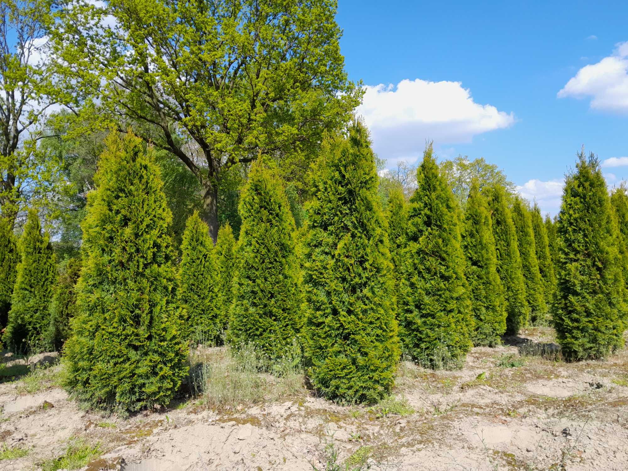 Thuja Smaragd 160,180,200,220 cm! Sadzenie! Tuja Szmaragd!Dowóz! Tuje!