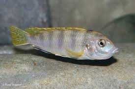 GB MALAWI Labidochromis Perlmutt  (pyszczak perłowy)