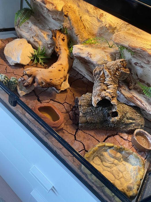 Terrarium dla gekona Repti Zoo z wyposażeniem