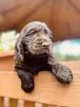 Sliczna sunia Cocker spaniel angielski z rodowodem F