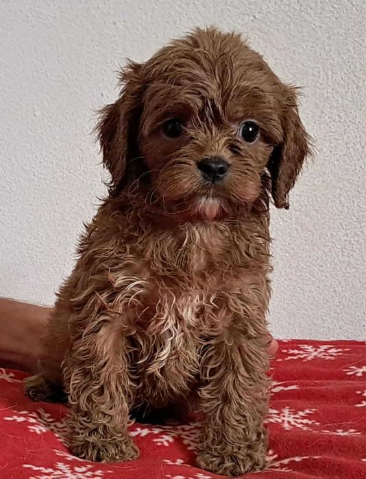 aktualne! piesek red cavapoo f1 cavalier x pudel mini 8tyg do  odbioru
