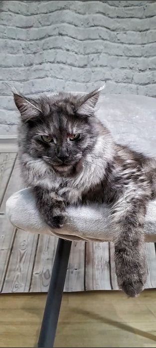 Кошечка мейн-кун,  окрас чёрный  дым