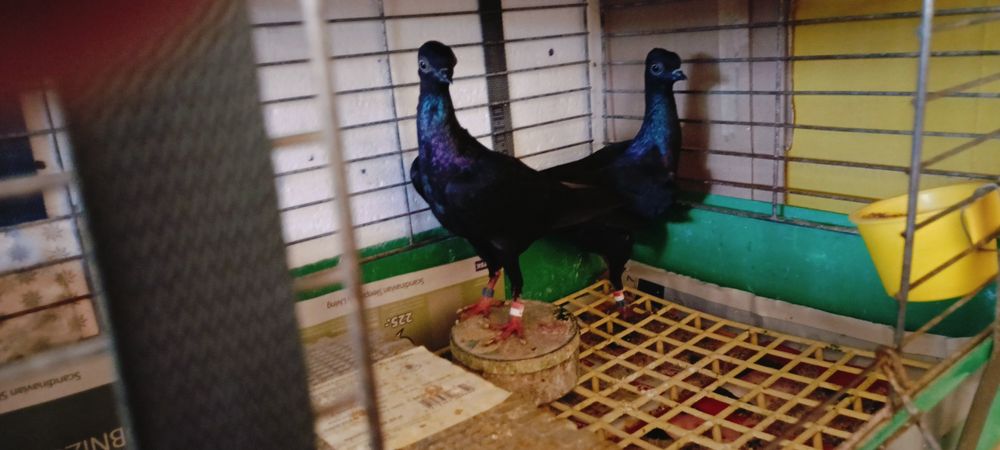 Sprzedam Wiedeńskie z roku 2025 /2024.