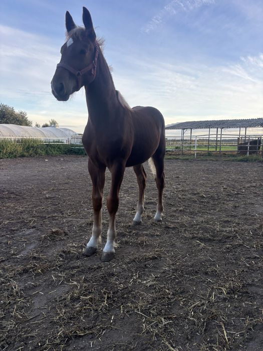 Sprzedam zrebaki klaczke i dwa ogierki