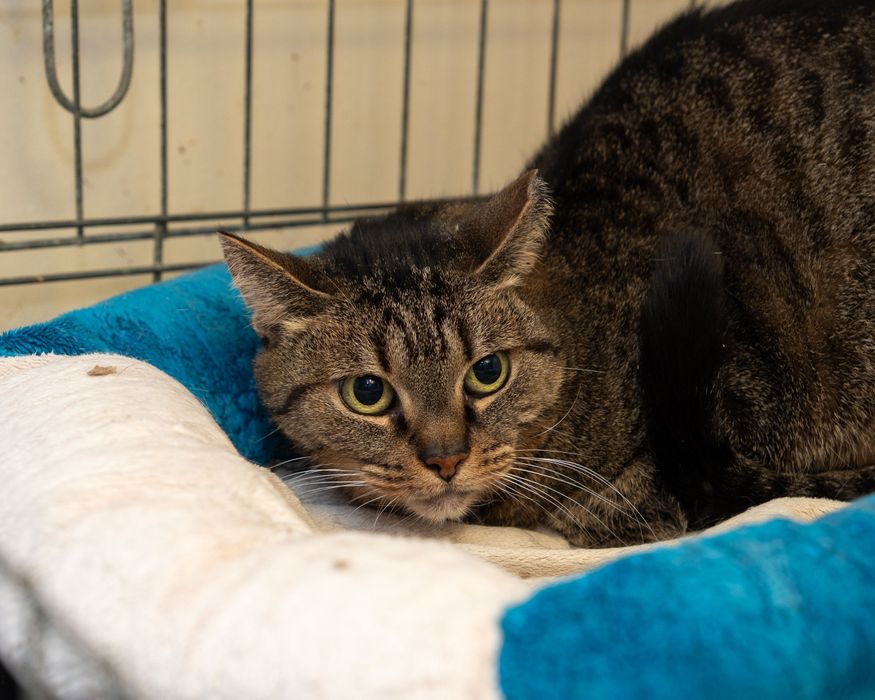 KICIA LOLA - piękna, spokojna koteczka, której umarł opiekun/Poznań