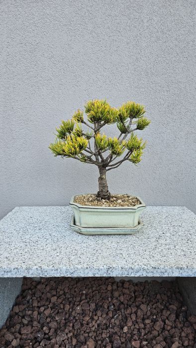 Bonsai Pinus mugo carstens winterhold