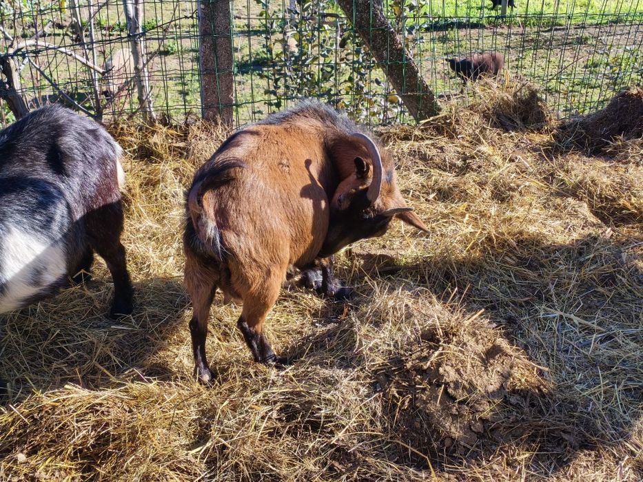Vendo cabra anã prenha