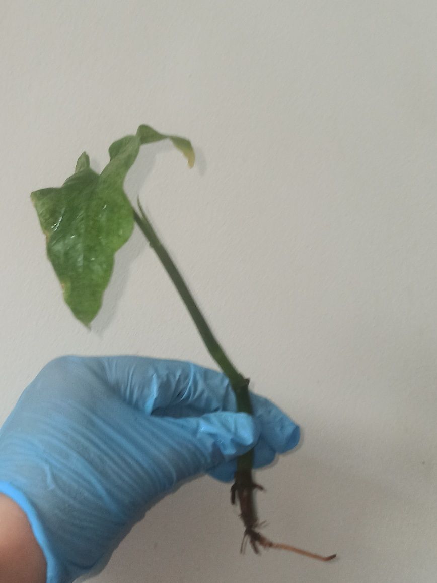 syngonium mojito