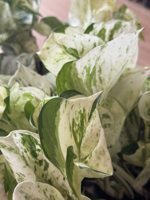 Epipremnum happy leaf - ukorzenione