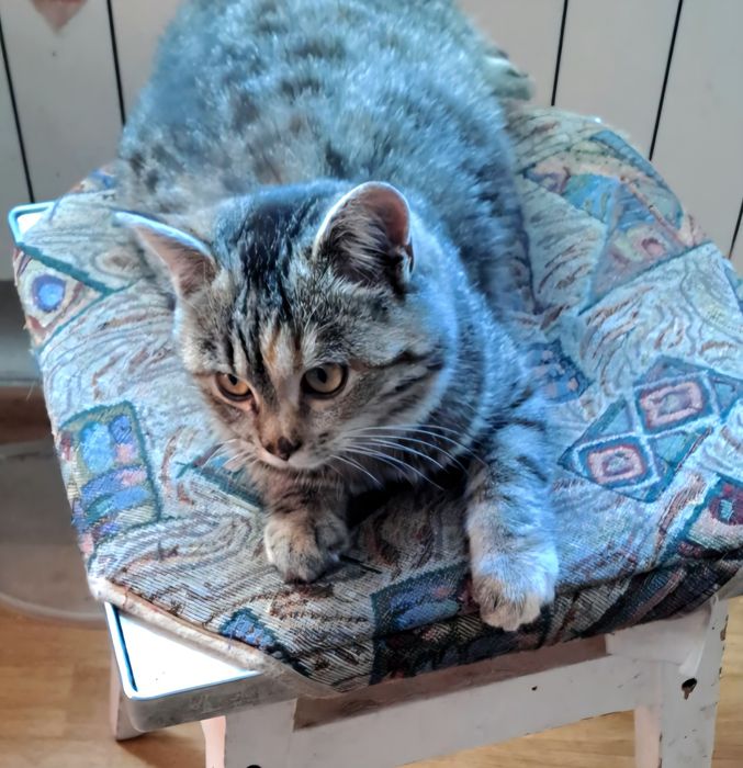 Киця в добрі руки