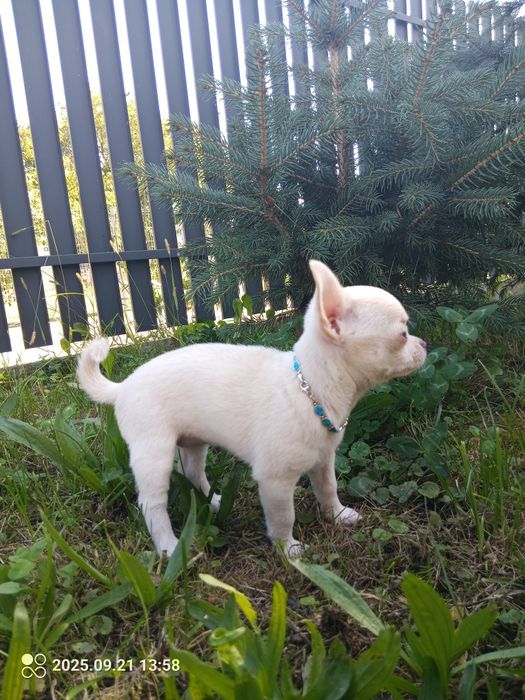 Chihuahua suczka